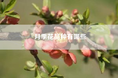 月季花品种有哪些