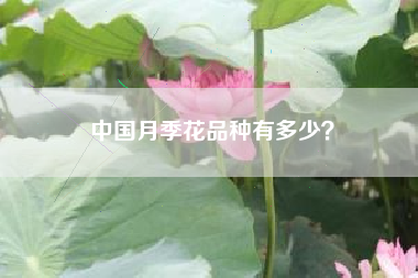 中国月季花品种有多少？