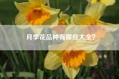 月季花品种有哪些大全？