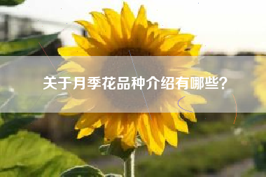 关于月季花品种介绍有哪些？