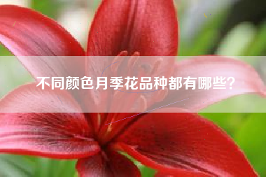 不同颜色月季花品种都有哪些？