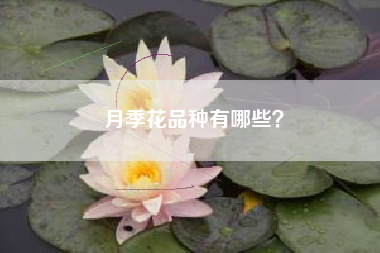 月季花品种有哪些？