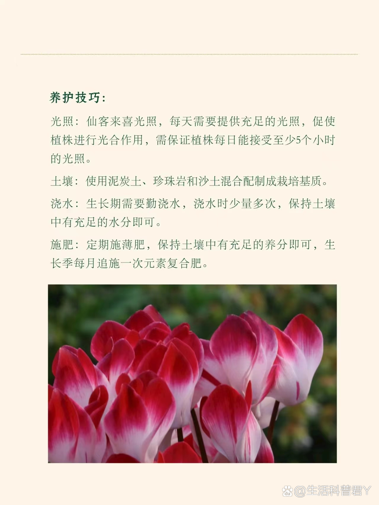 花的别名花语以及故事