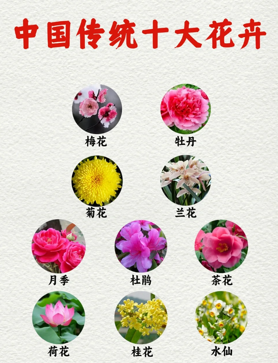 花的寓意花语故事花以及寓意