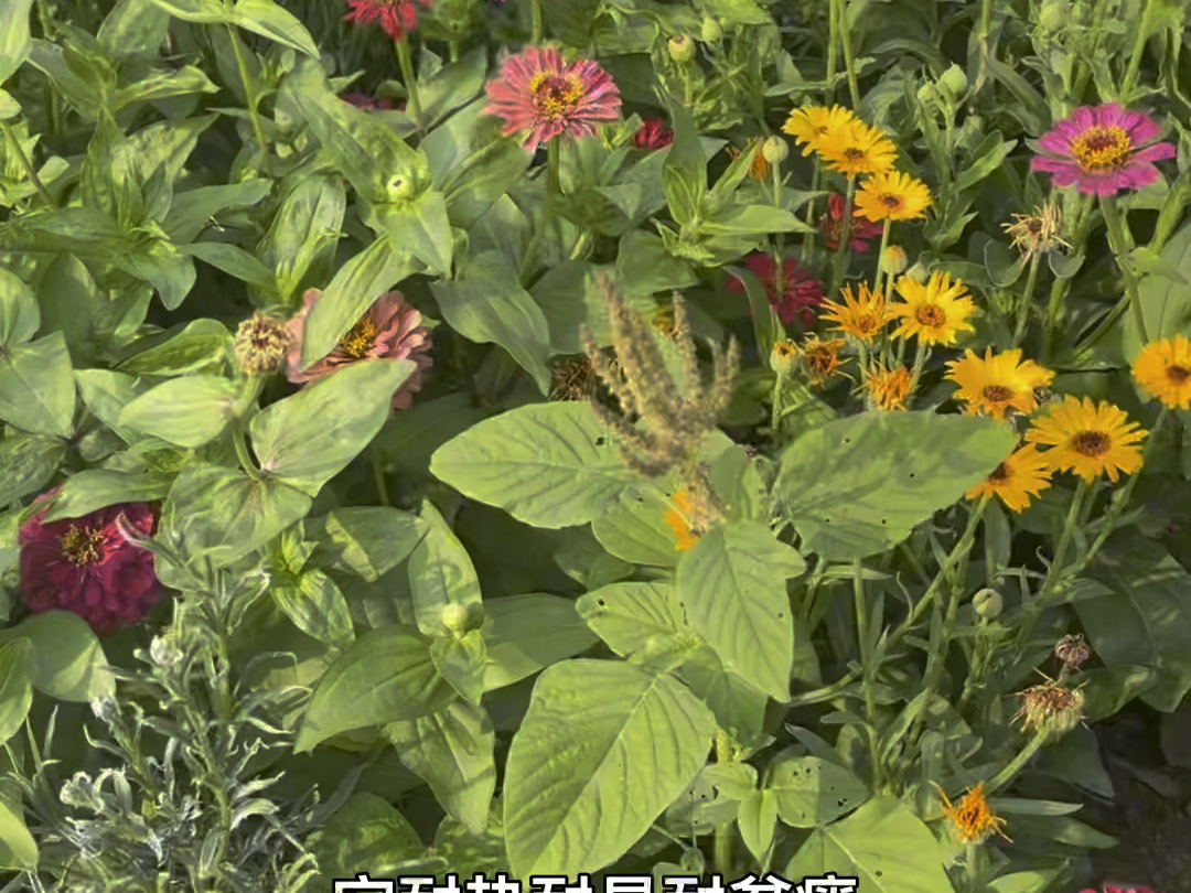 百日草花故事百日草花简笔画