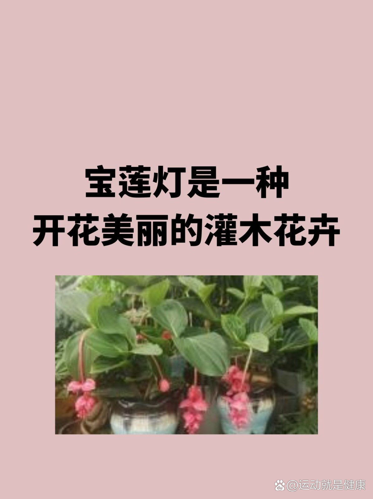 宝莲灯花功效宝莲灯花有什么用