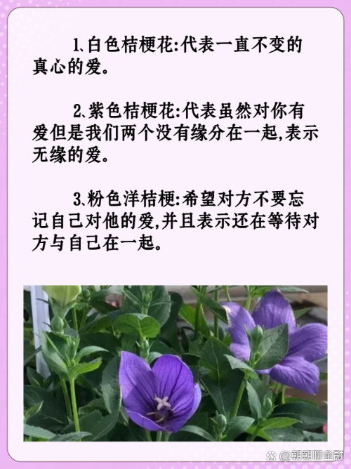 花的花语指的是什么的简单介绍