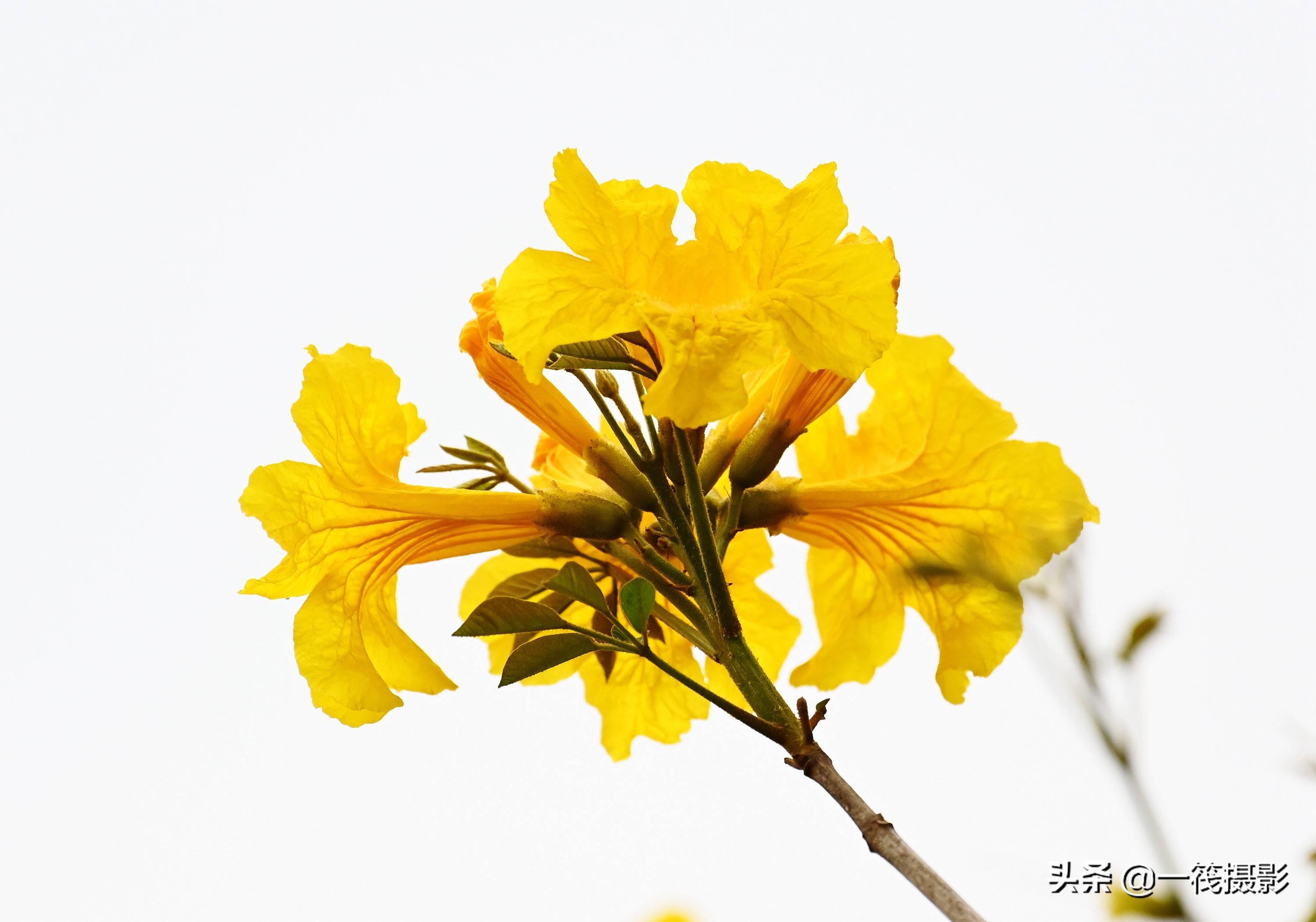 黄花树的花有什么功效黄花树的花有什么功效呢