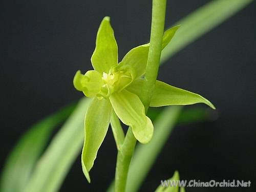 兰花绿色花有什么品种兰花绿色花苞会开出什么颜色花