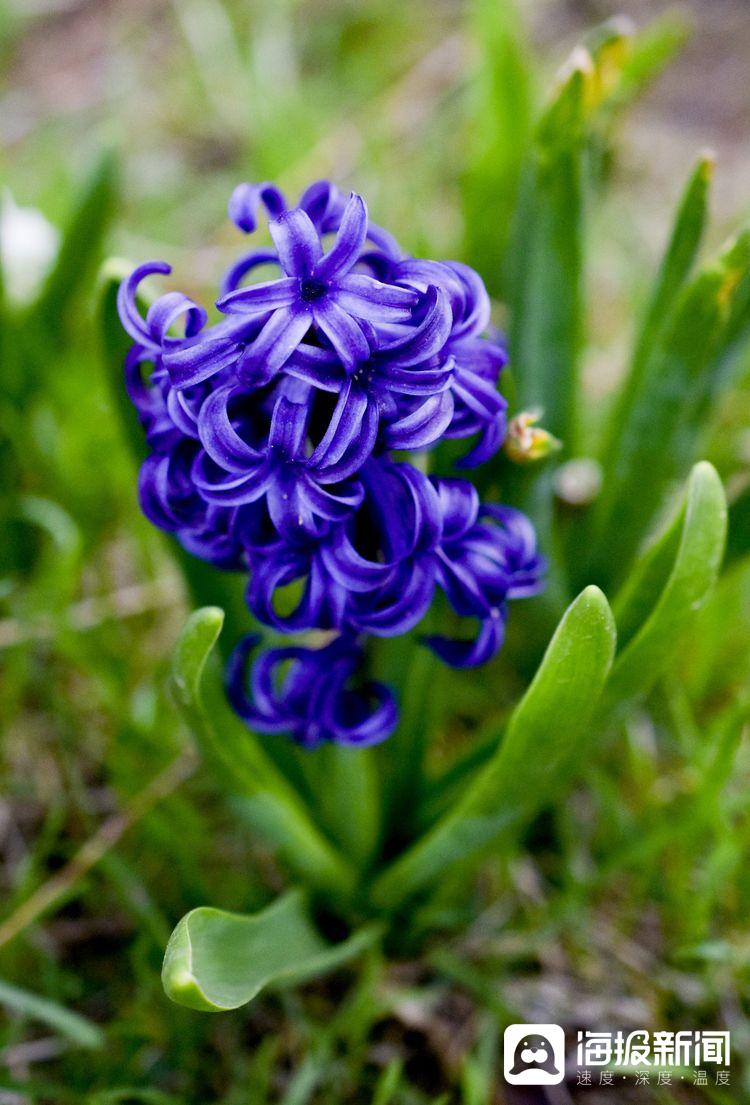 风信花品种风信花种子发芽的过程