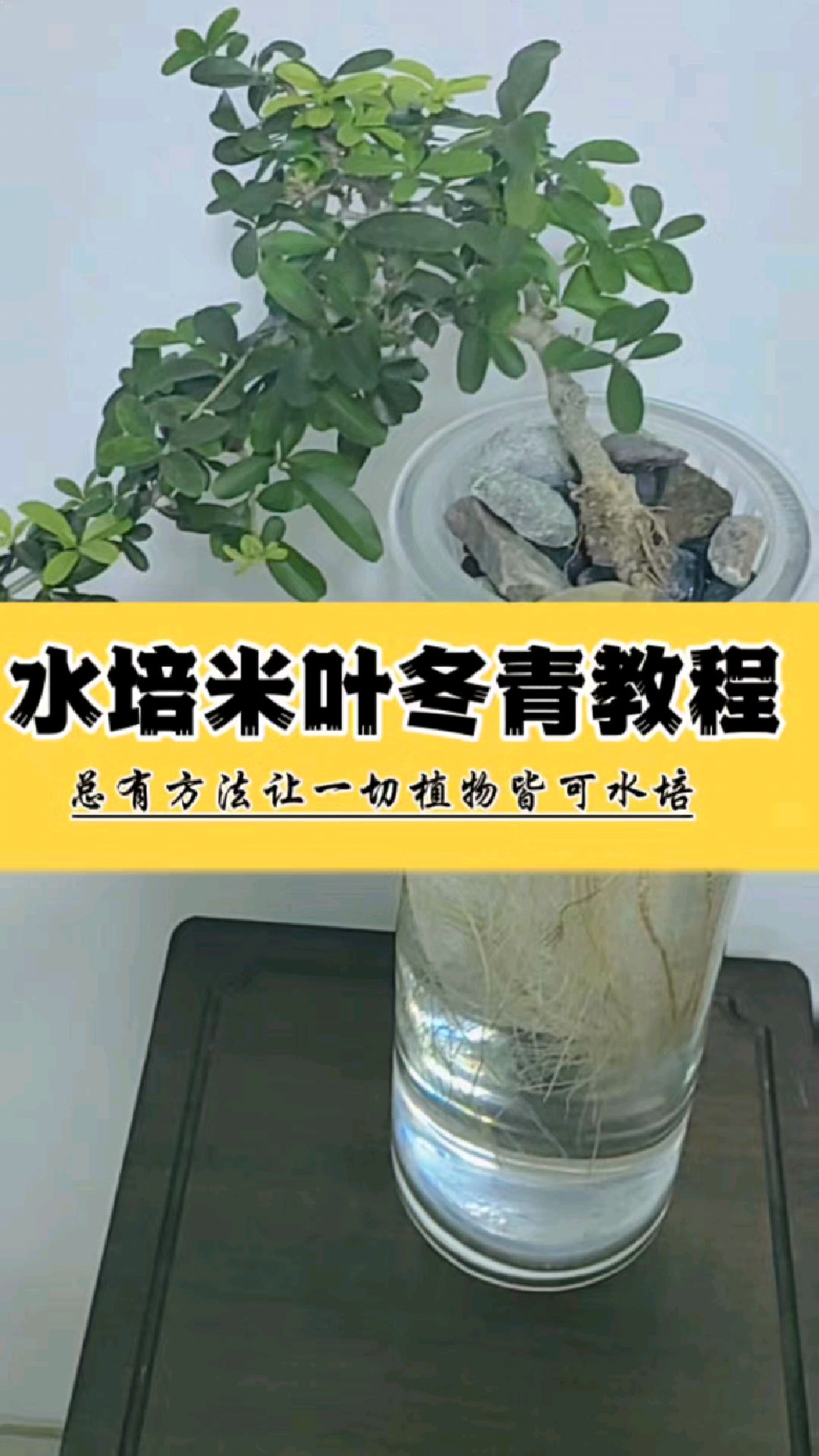 淘米水不能浇什么绿植淘米水不适合浇什么植物