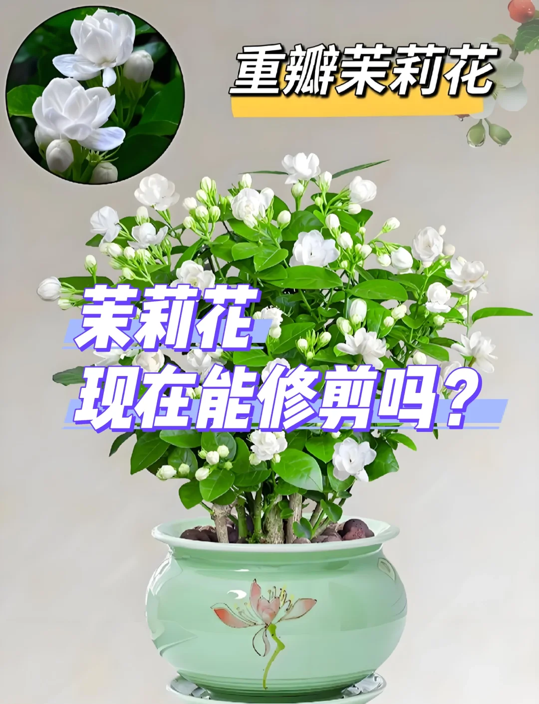 芦莉花养护红花芦莉养护