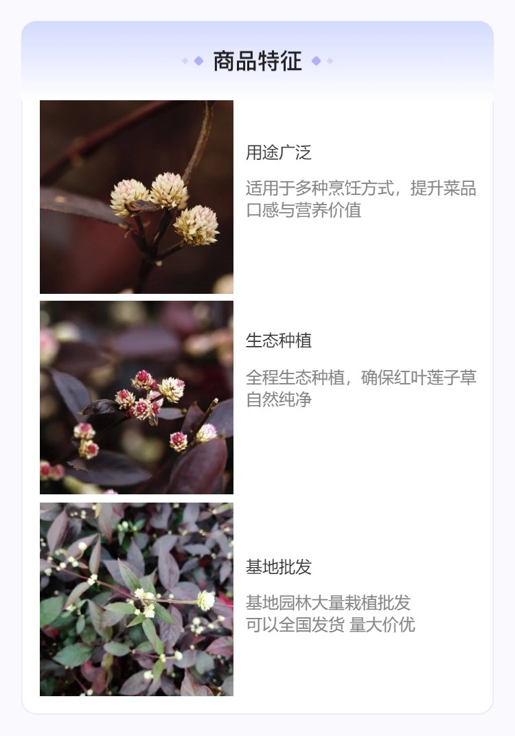 红叶绿植名称红叶绿植有哪些