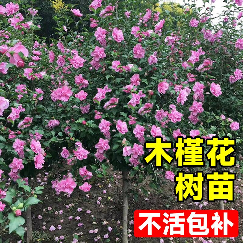 木槿花地栽养护木槿地栽还是盆栽好