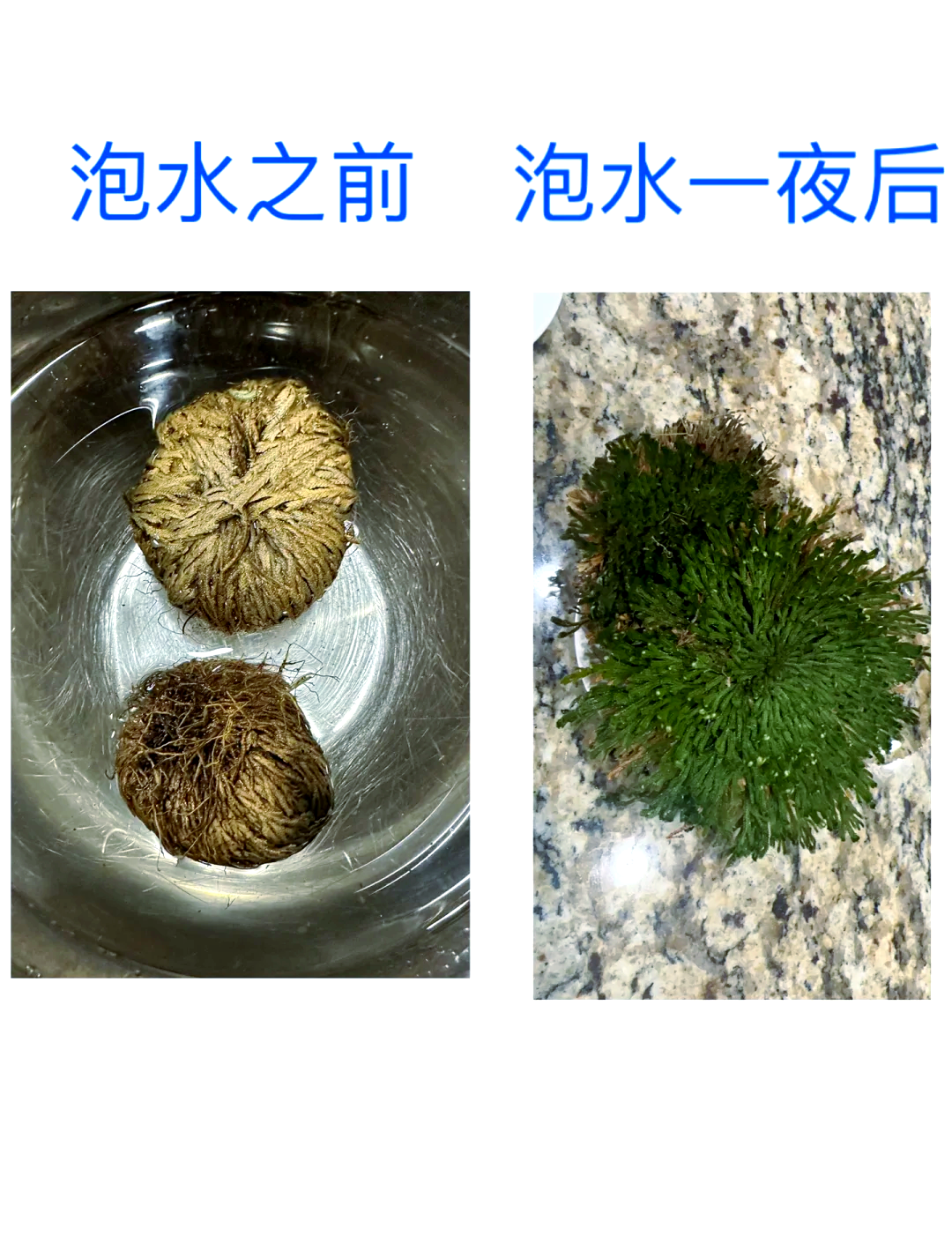 卷柏花功效与作用卷柏的功效与作用及禁忌卷柏的美容