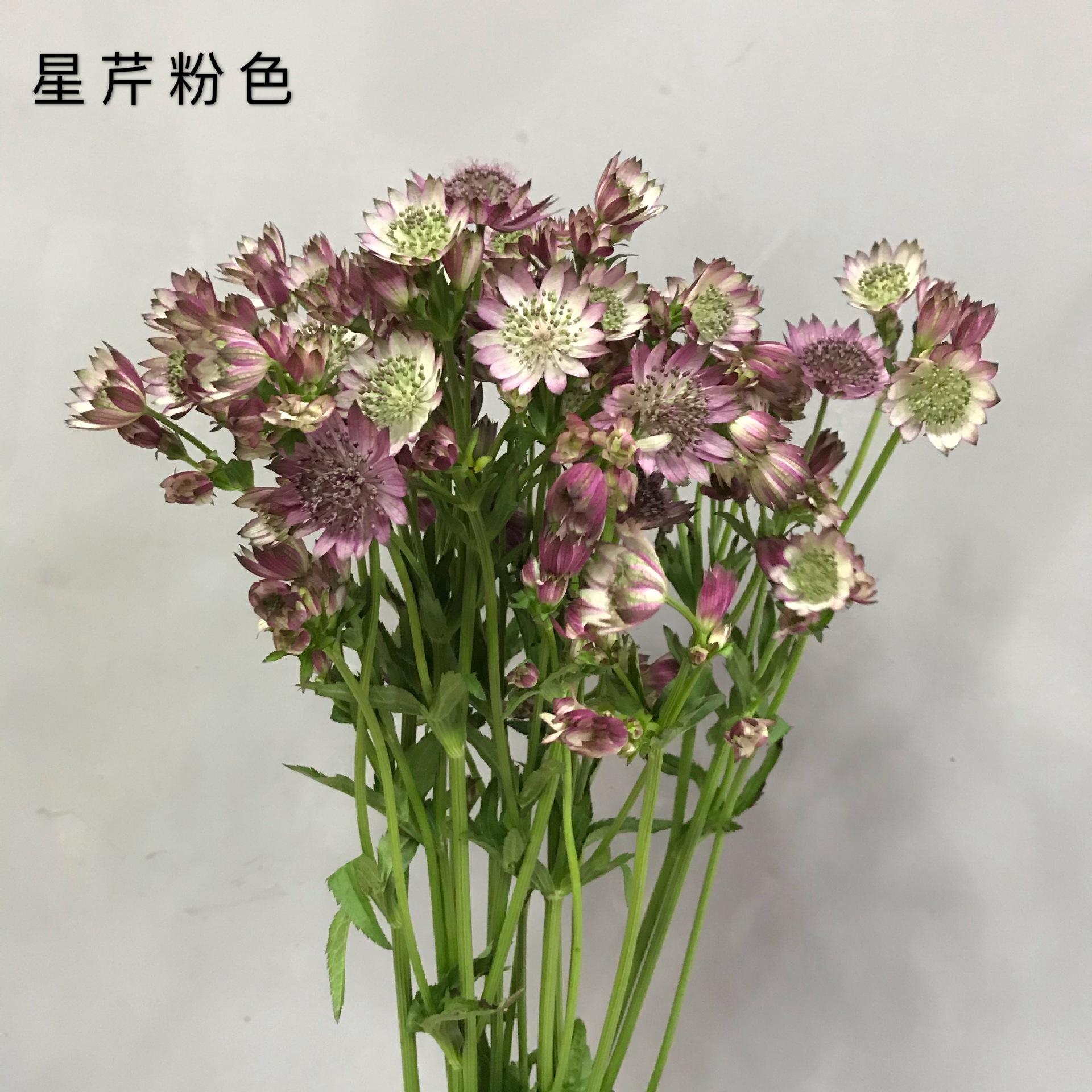 芹芹花的功效芹菜花的功效与作用