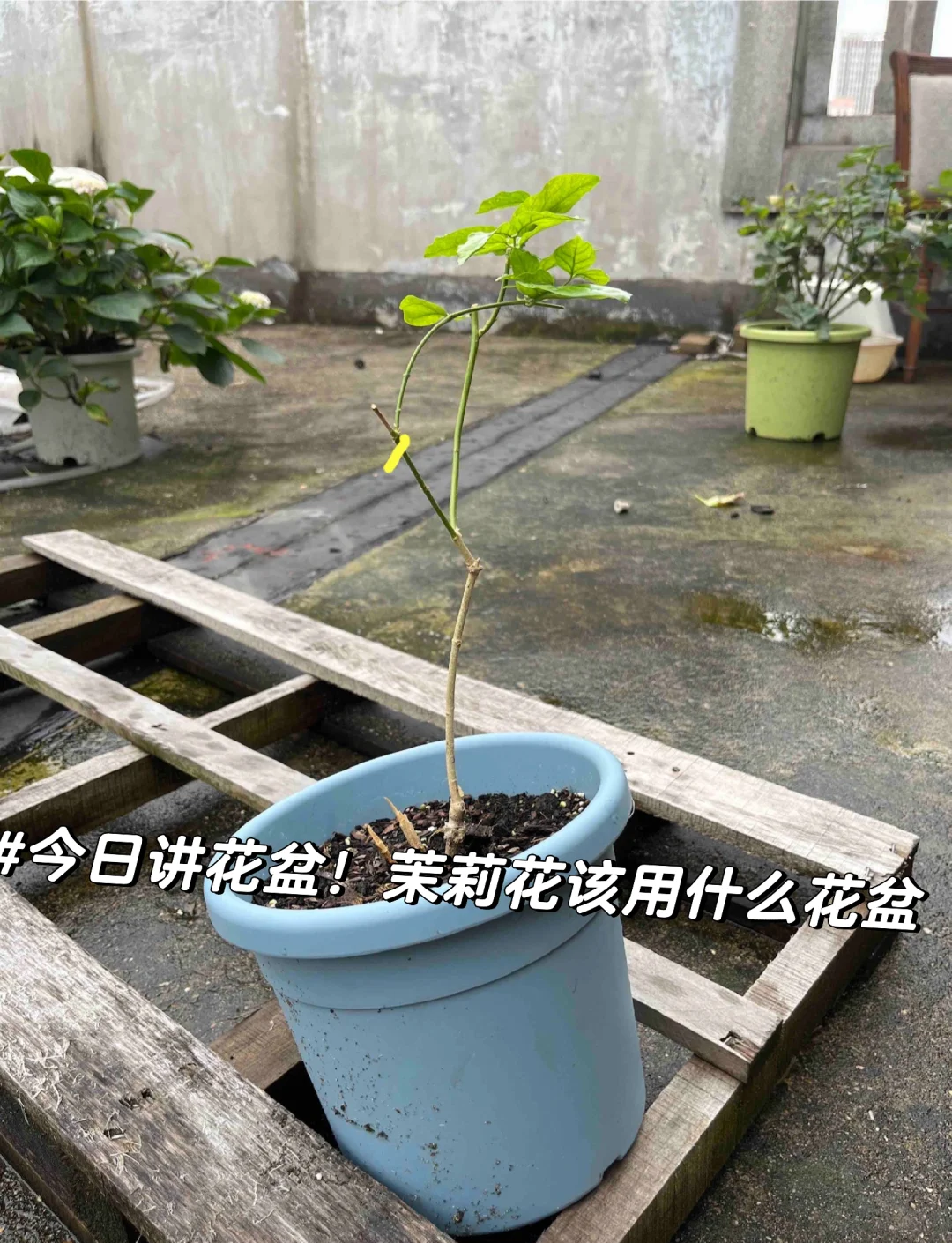 茉莉花的家庭养护茉莉花的家庭养护与管理