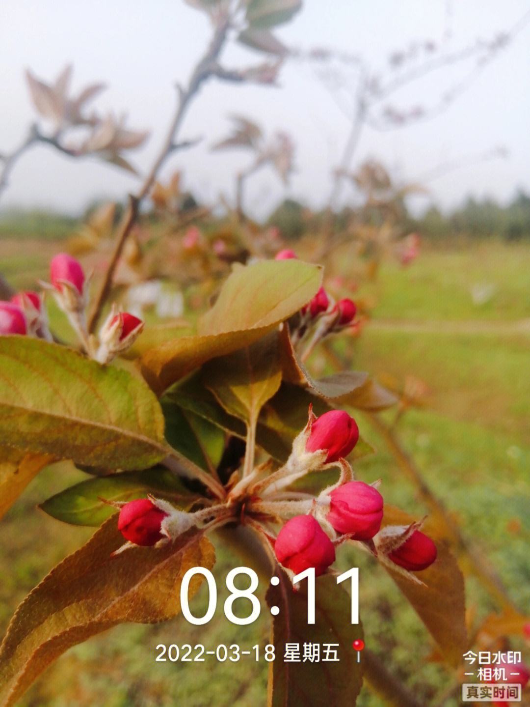 苹果花花语是什么苹果花的花语是什么象征