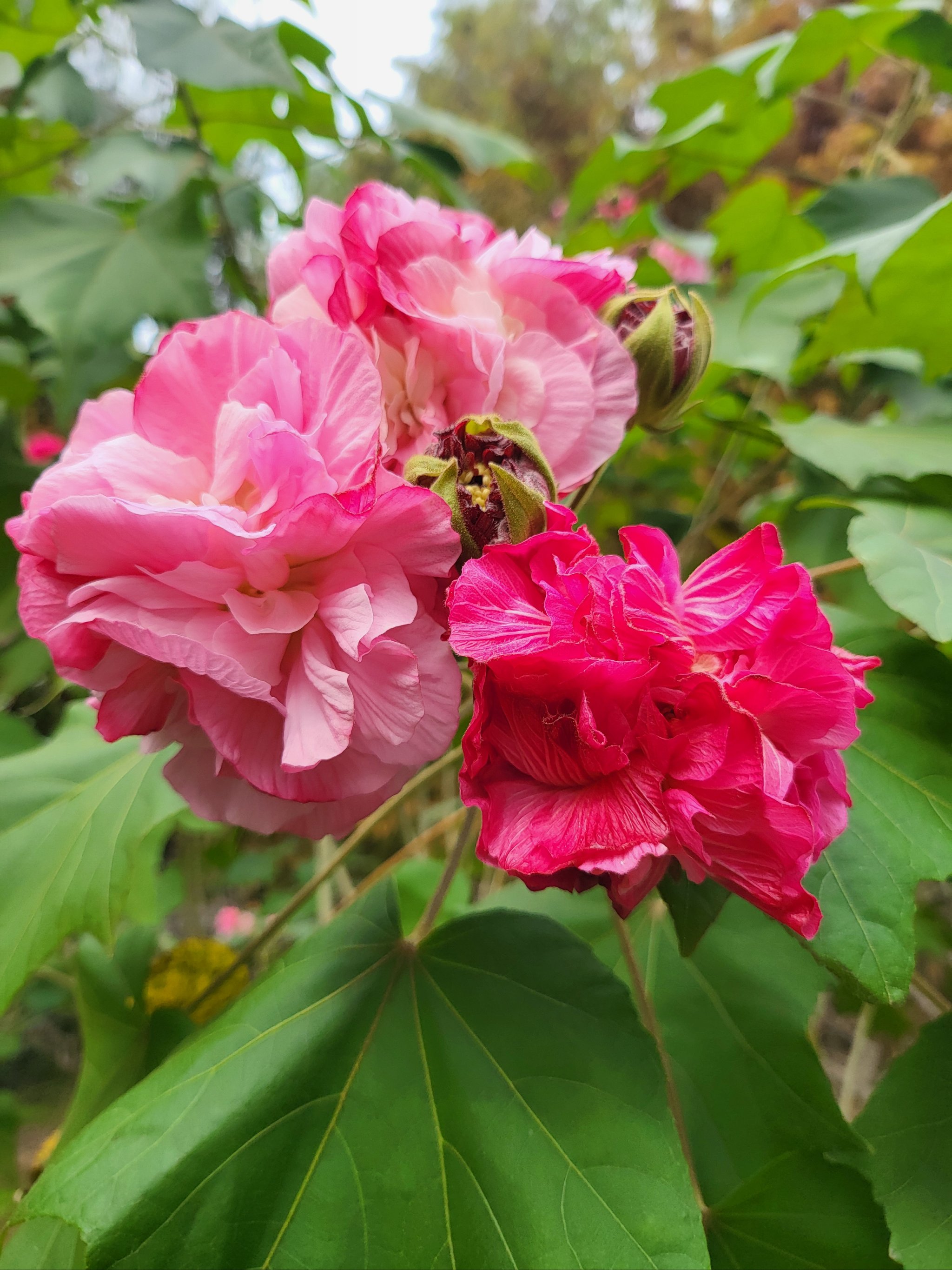 请问木芙蓉花的功效木芙蓉花的花语是什么