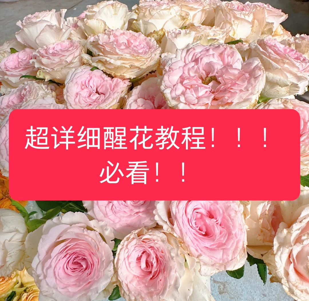 刚买回来的绿植怎么醒花刚买回来的绿植蔫了怎么办