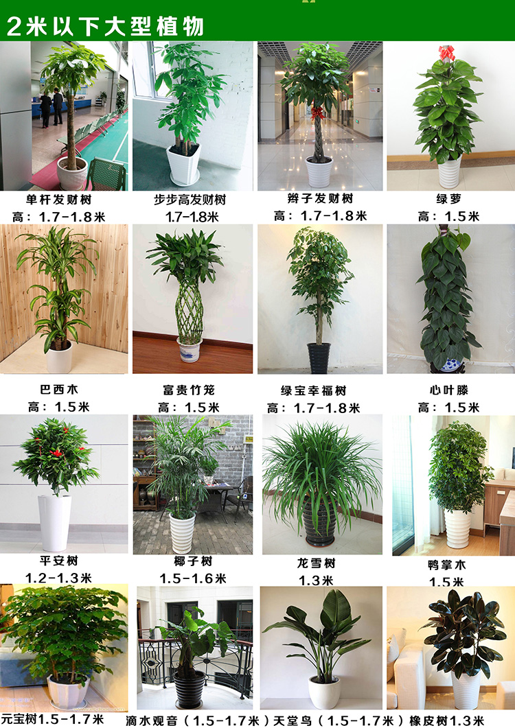 绿植鲜花租赁租花卉绿植算什么费用