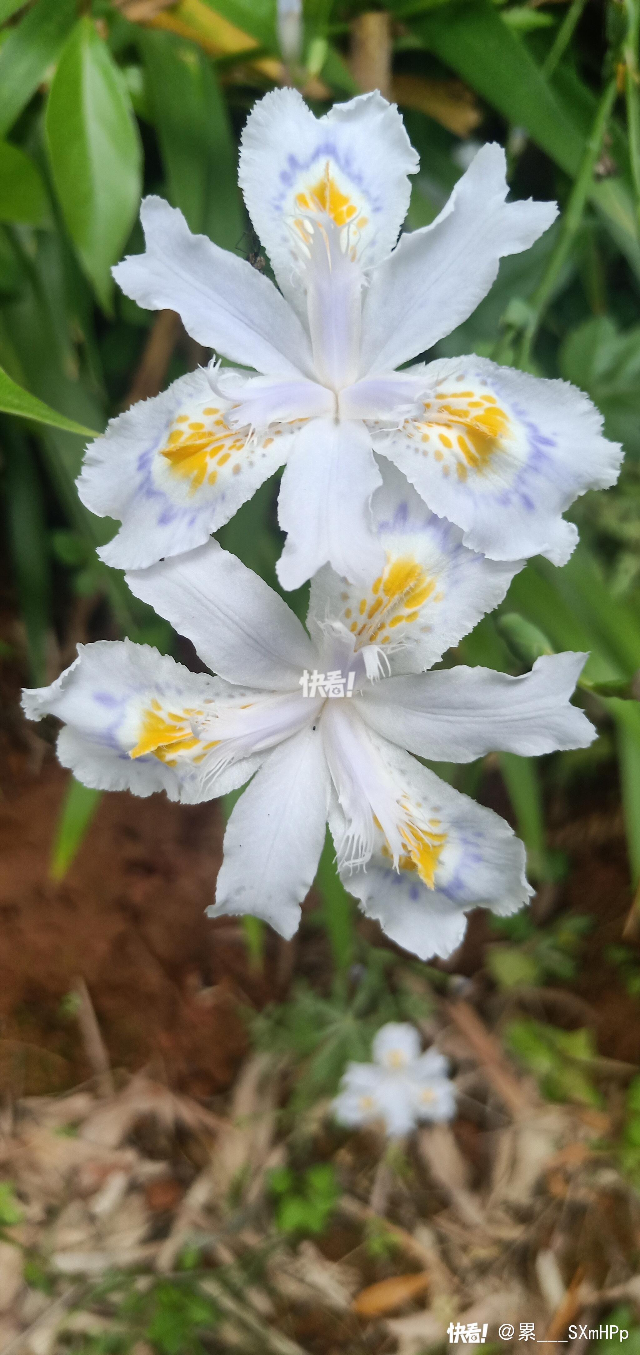 蝴蝶花的花语有钱蝴蝶花的花语