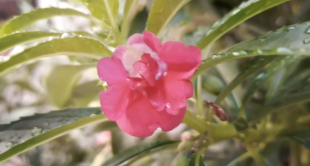 粉色凤仙花花语粉凤仙花的花语和象征