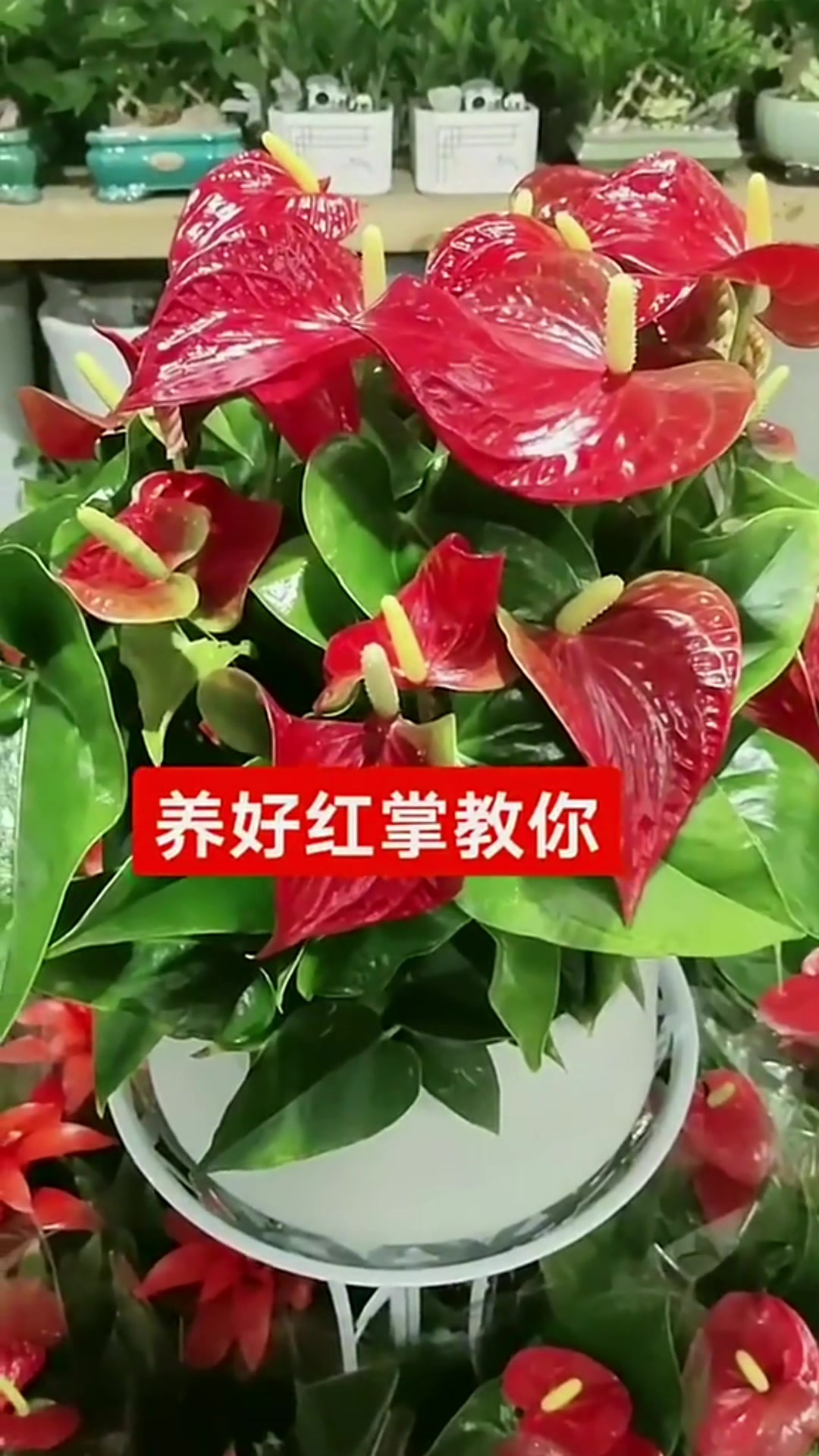 红掌花怎样养护怎么养好红掌花一以及栽培技术