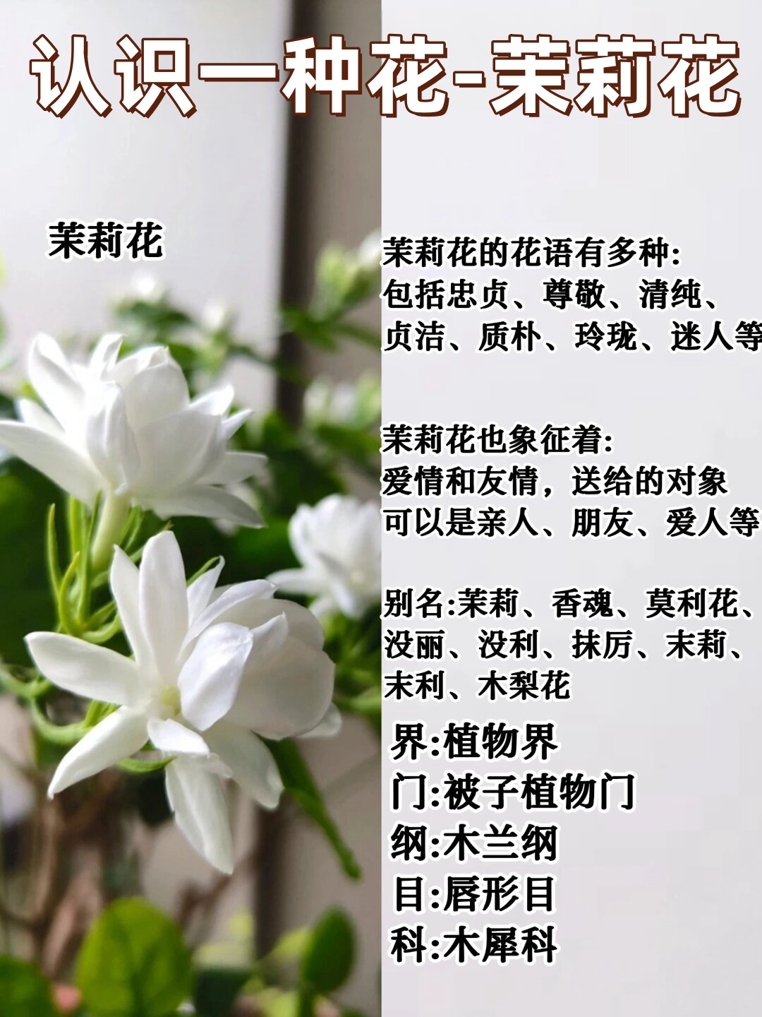 抹丽花功效抹梨花的功效