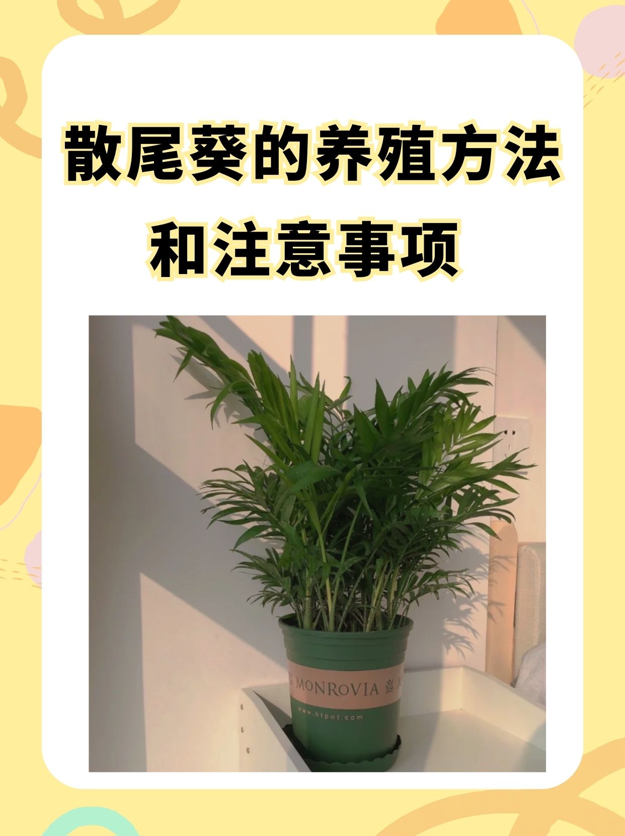 绿植的叶子散开了怎么办绿植的叶子散开了怎么办呢