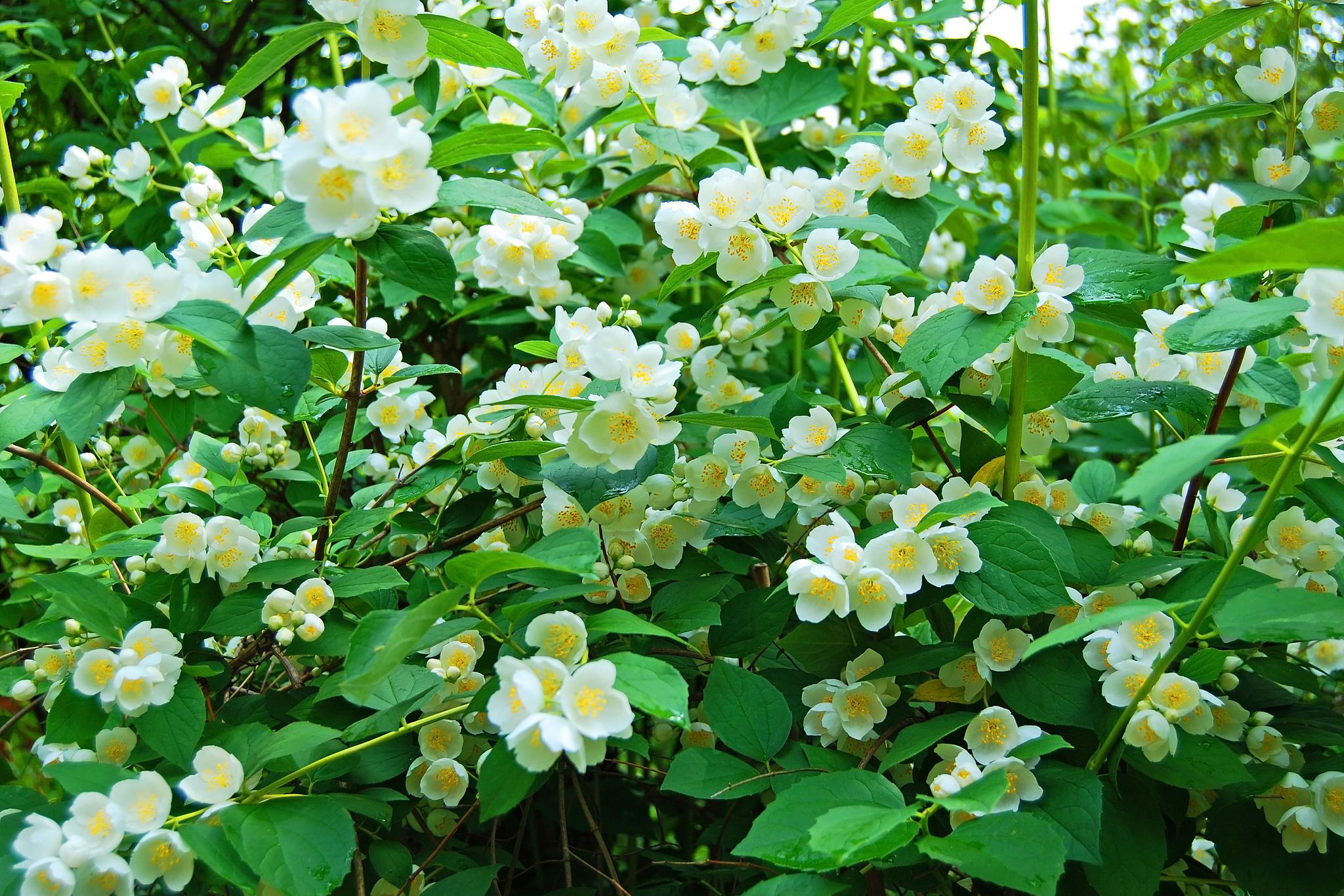 秋冬季茉莉花养护茉莉花秋冬怎么浇水