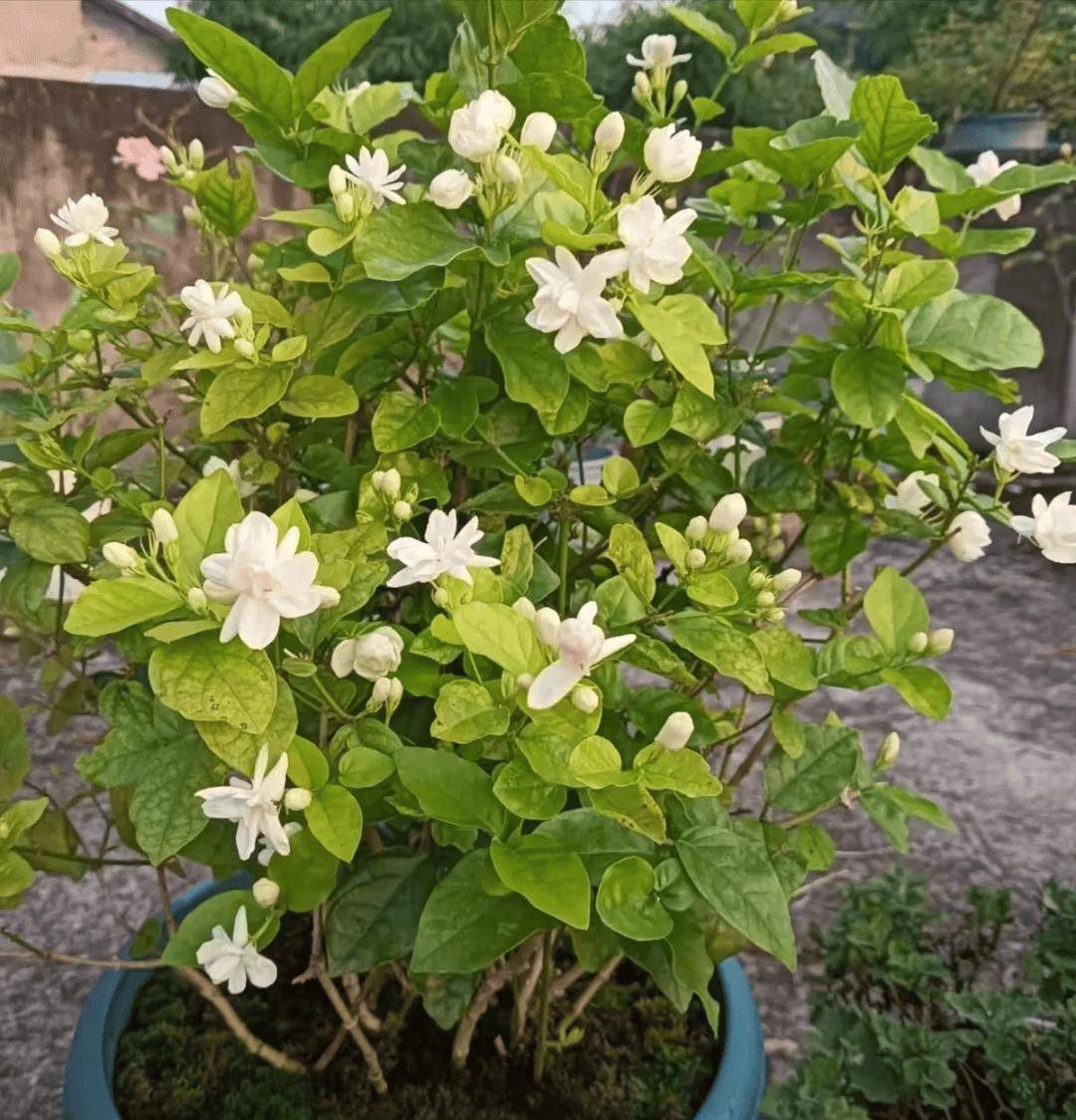 秋冬季茉莉花养护茉莉花秋冬怎么浇水