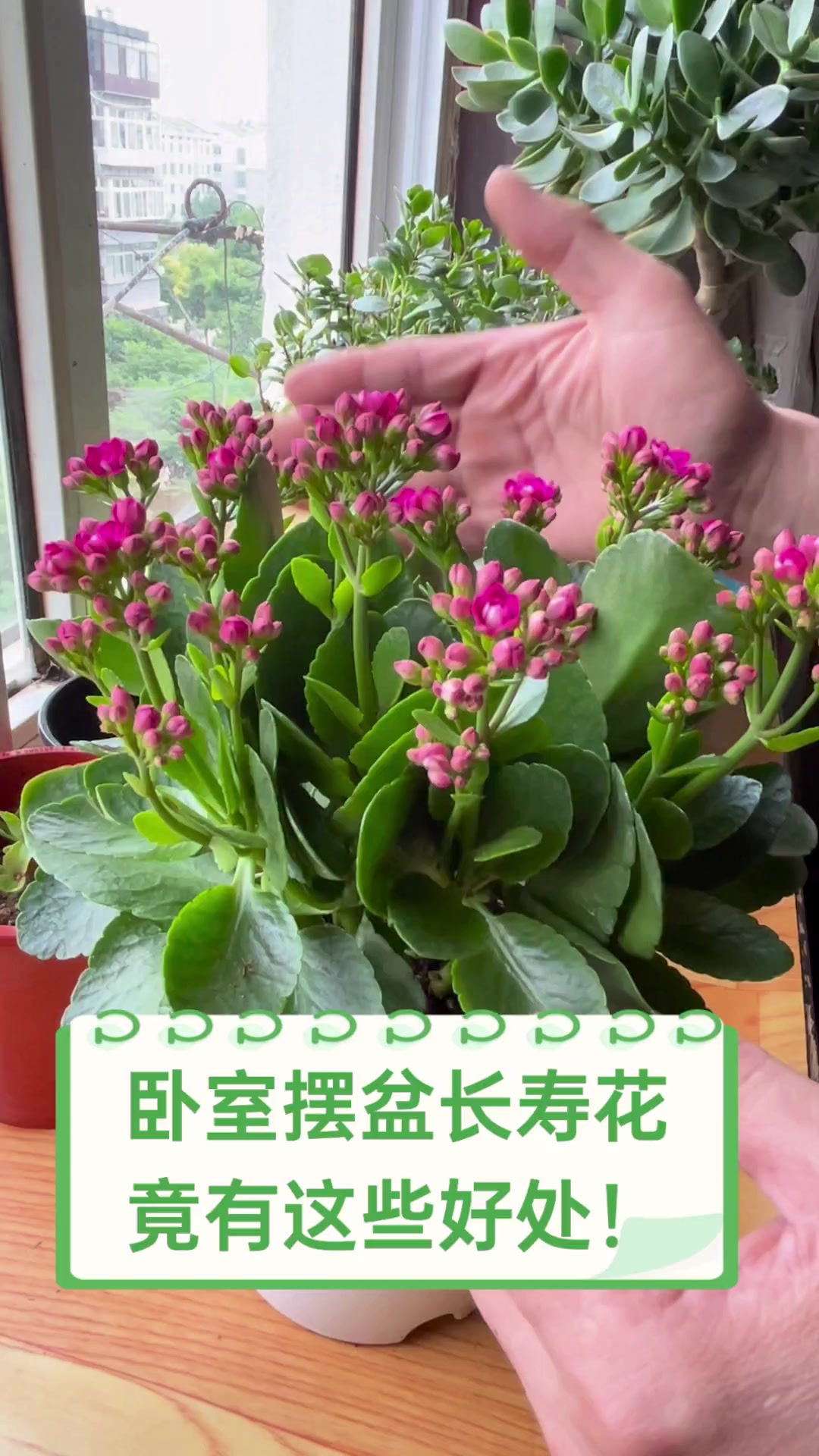 长寿花养护牌长寿花养护及注意事项