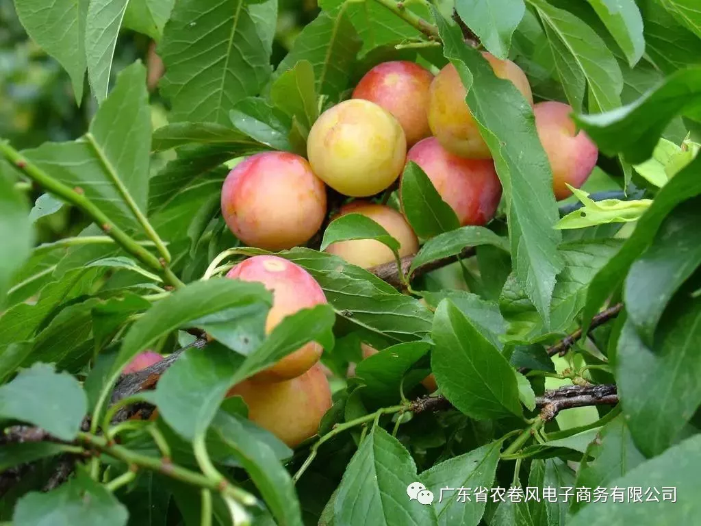 李子花的美容功效李子花的美容功效与作用