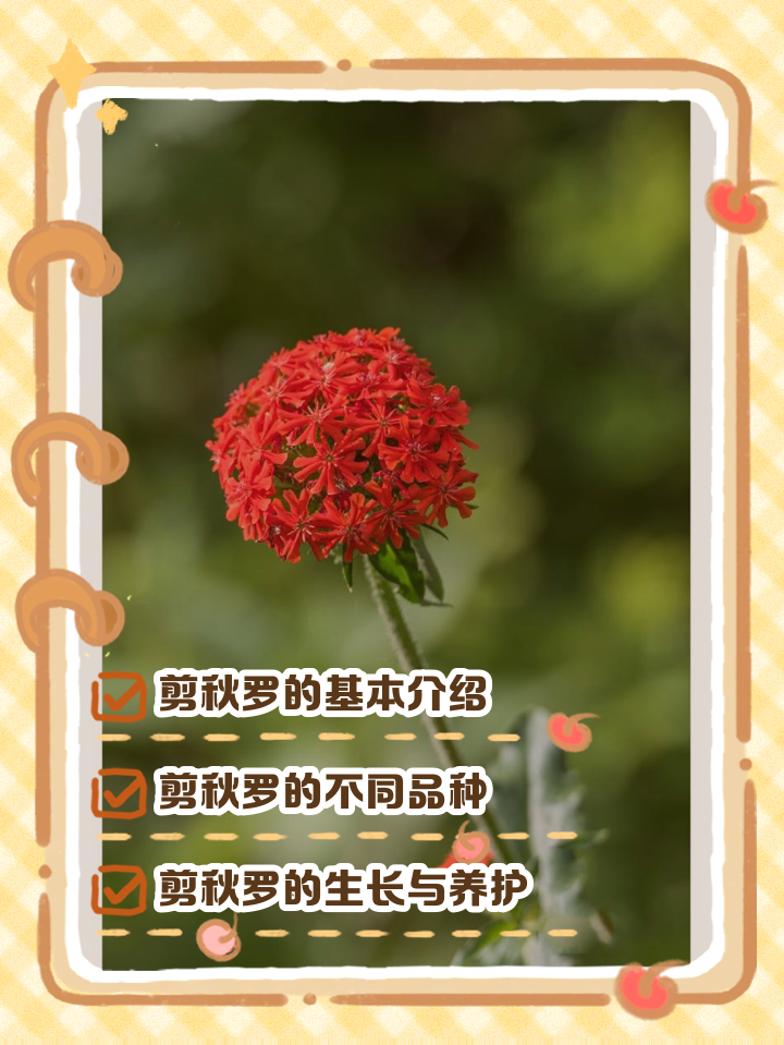 草本花故事草本花大全图片及名称