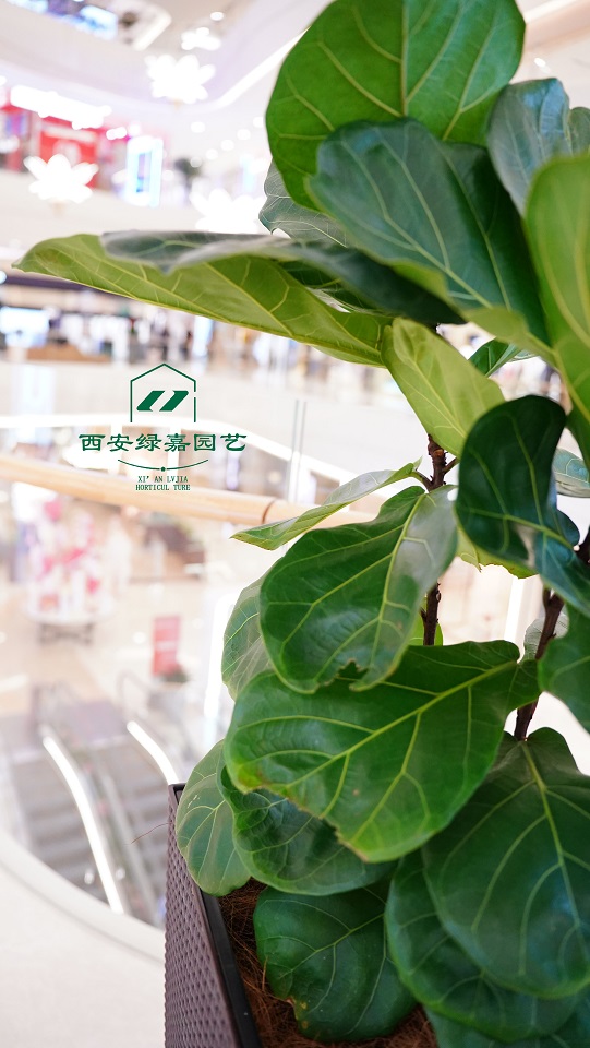 西安市绿植租摆公司西安绿植租摆价格明细