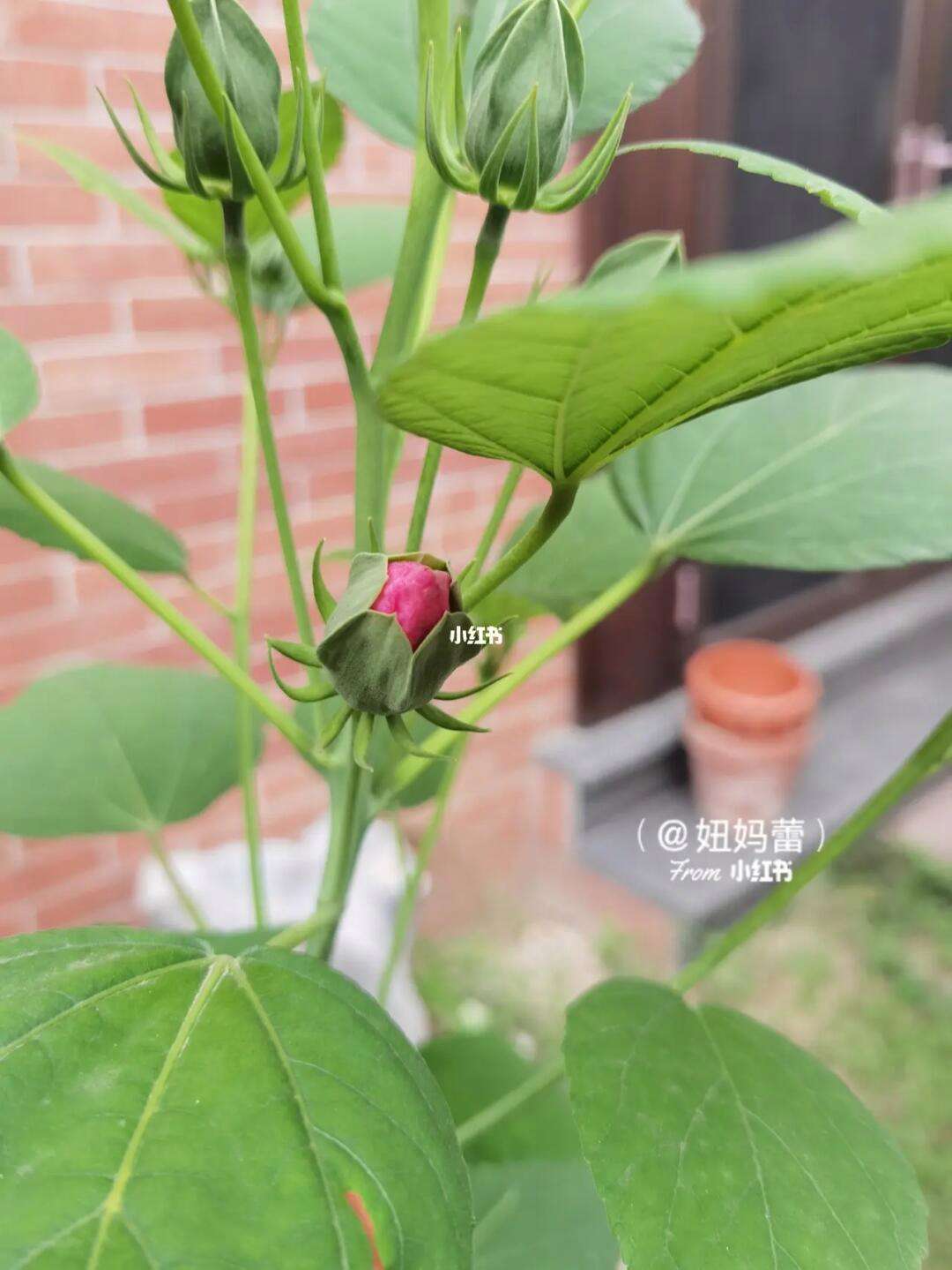 盆栽大花芙蓉葵的养护大花芙蓉葵用多大的花盆