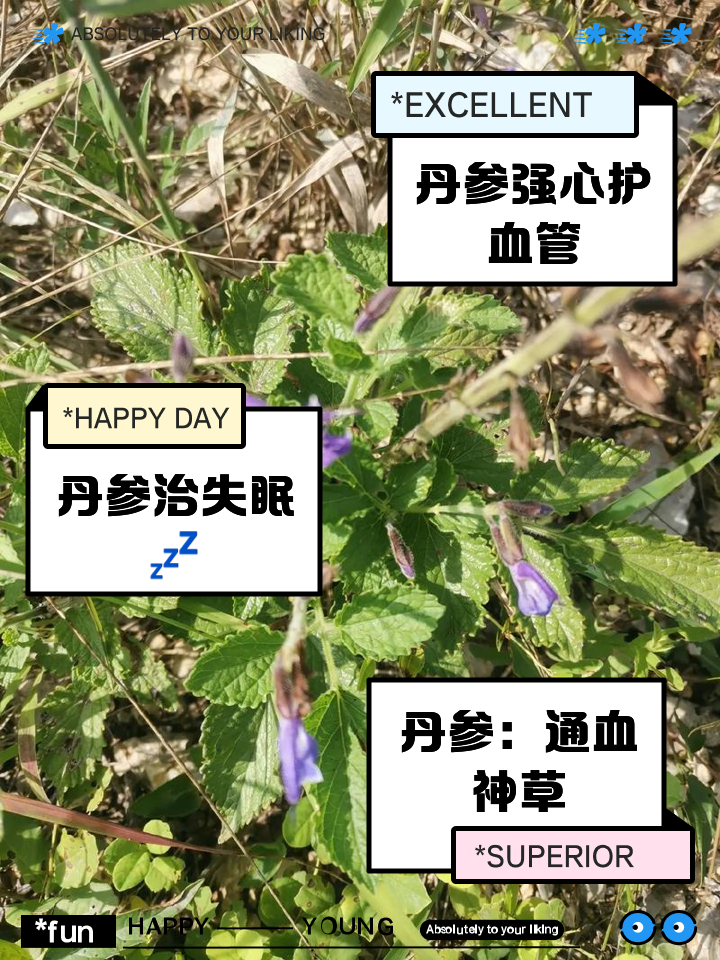 山丹丹花根泡水喝的功效山丹丹花根泡水喝的功效与禁忌