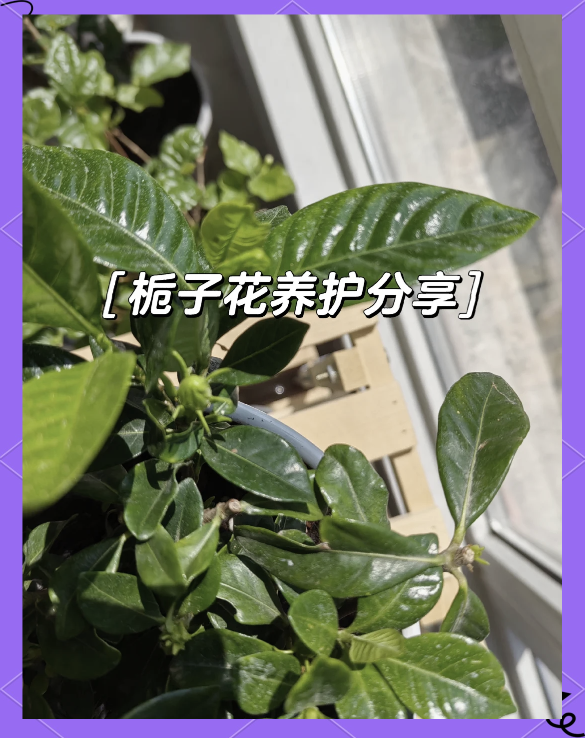 买回来的栀子花怎么养护买回来的栀子花需要换盆吗