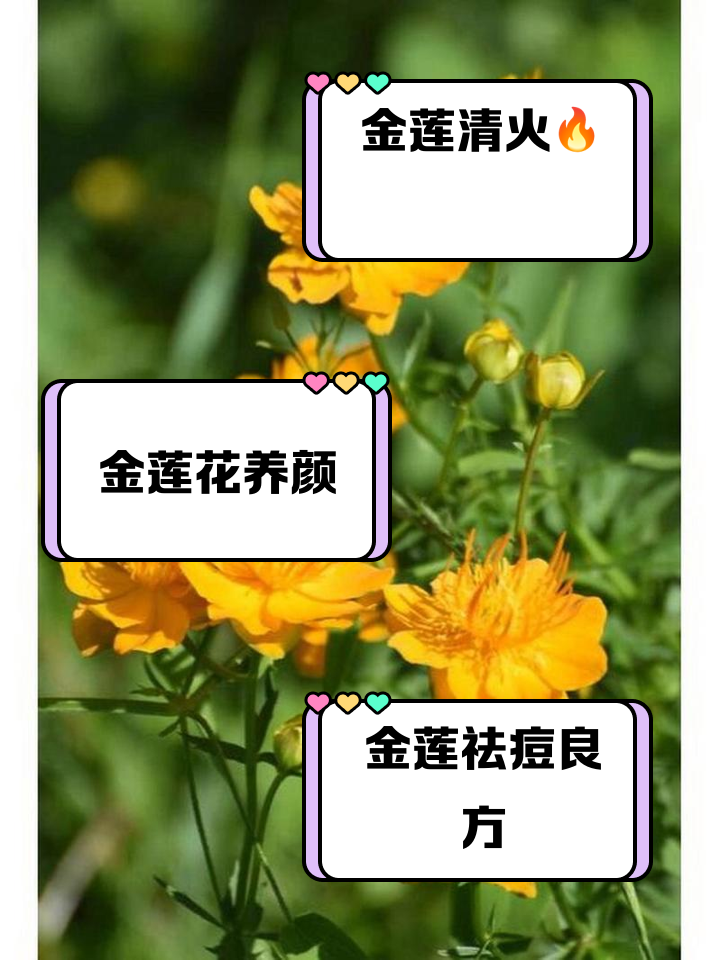 喝二花啥功效二花泡水喝的功效