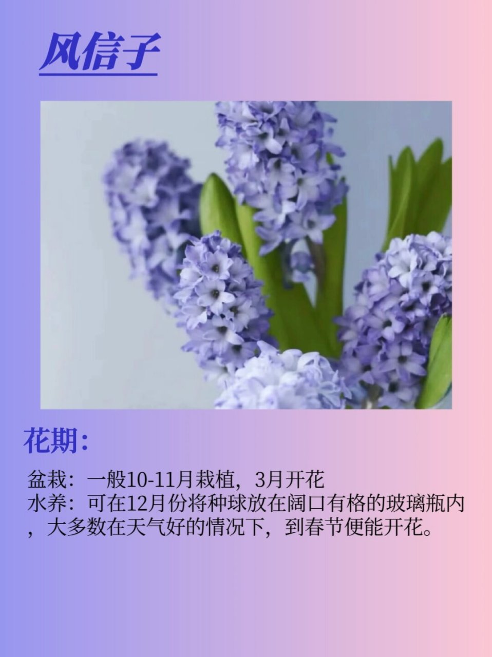 花卉绿植名称图片花语花卉绿植名称图片花语和寓意