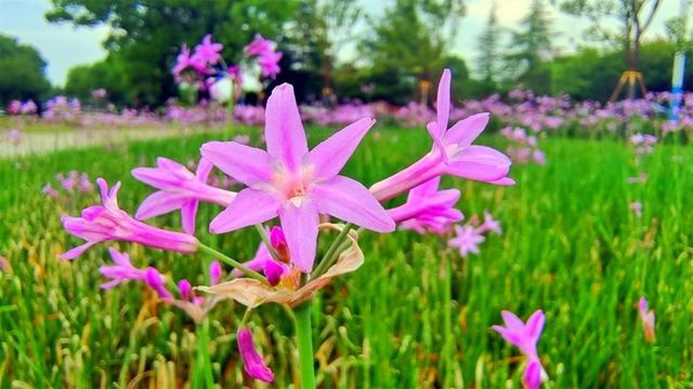 紫娇花养护紫娇花怎么种植