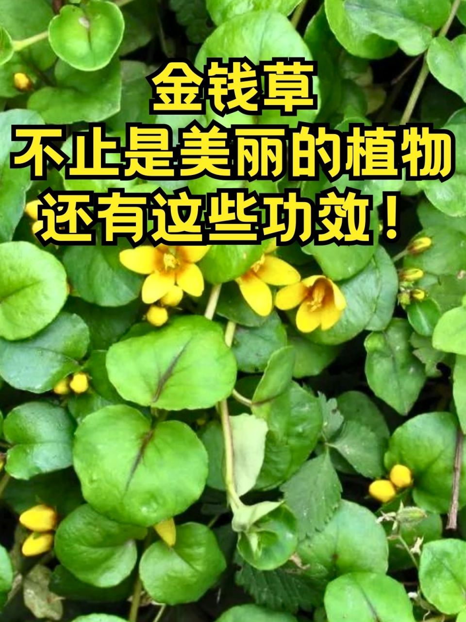 花语是金钱有种花叫金钱什么名字