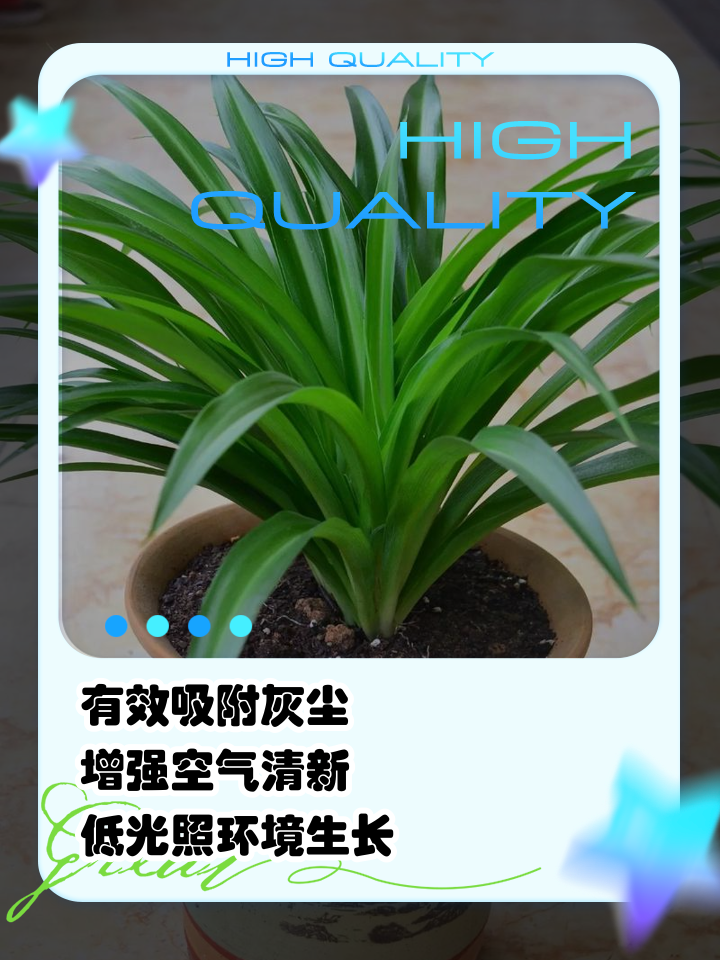 那种绿植吸收灰尘什么植物吸收灰尘效果好