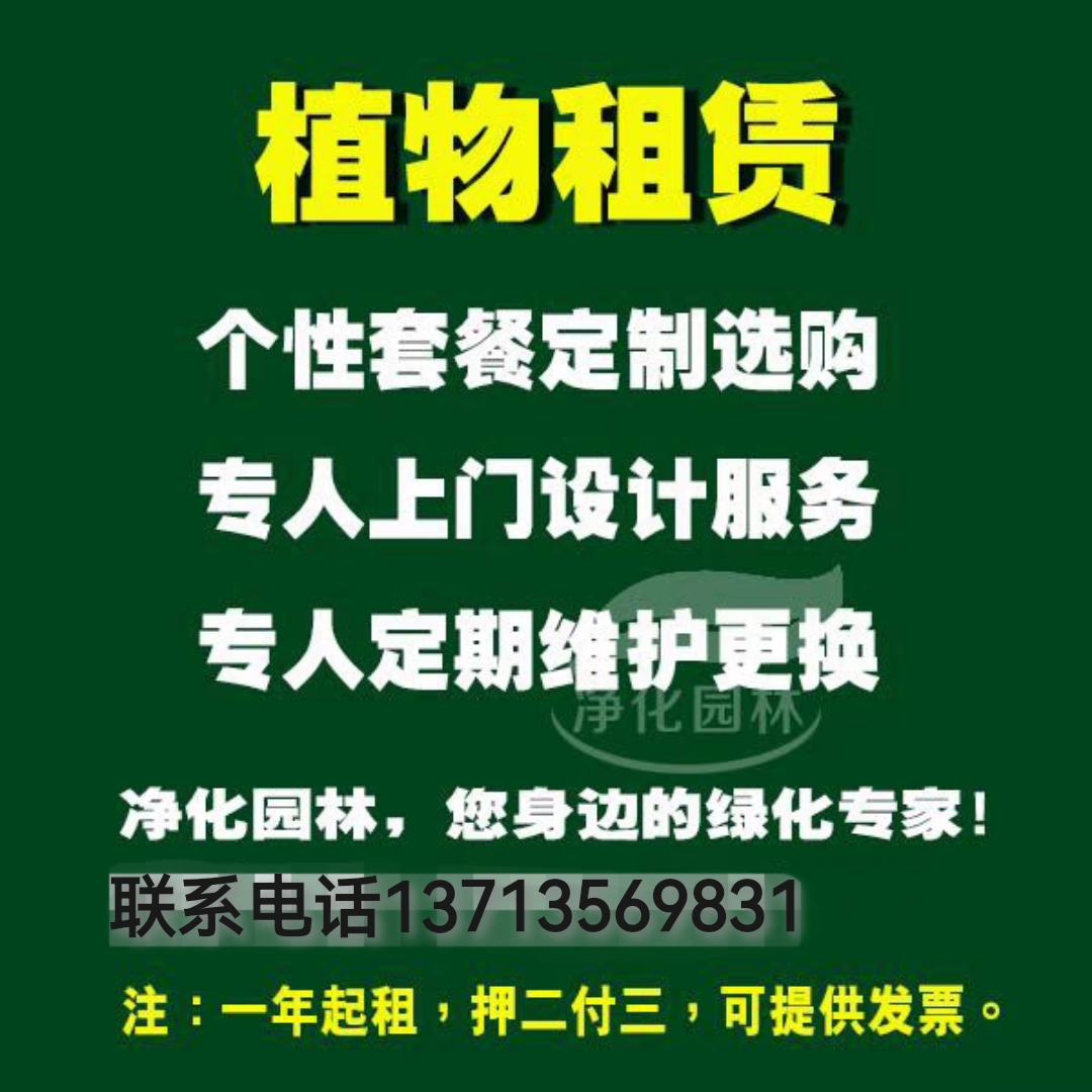 深圳市绿植租摆价格深圳室内花卉植物租摆