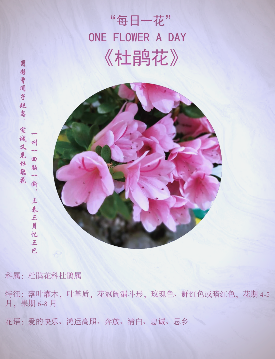 杜鹃花代表什么花语杜鹃花代表什么花语和象征